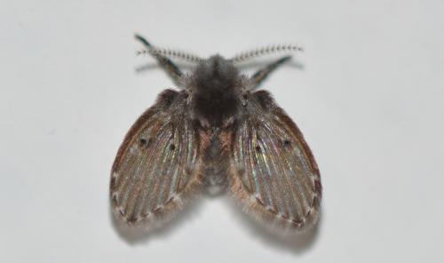 Clogmia albipunctata